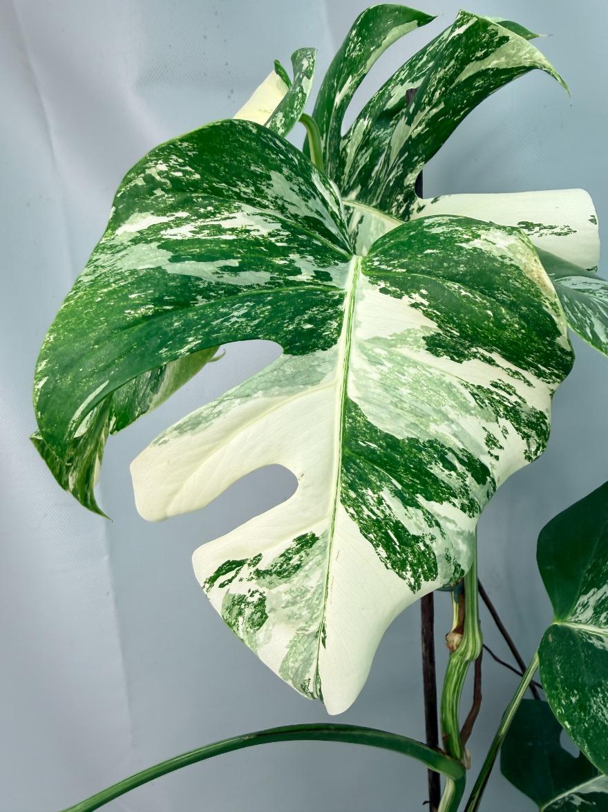 Monstera Albo Variegata XL 04