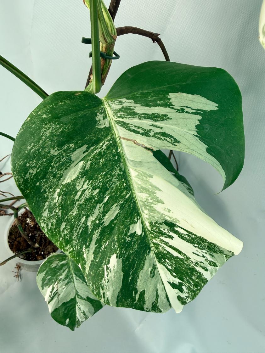 Monstera Albo Variegata XL 06