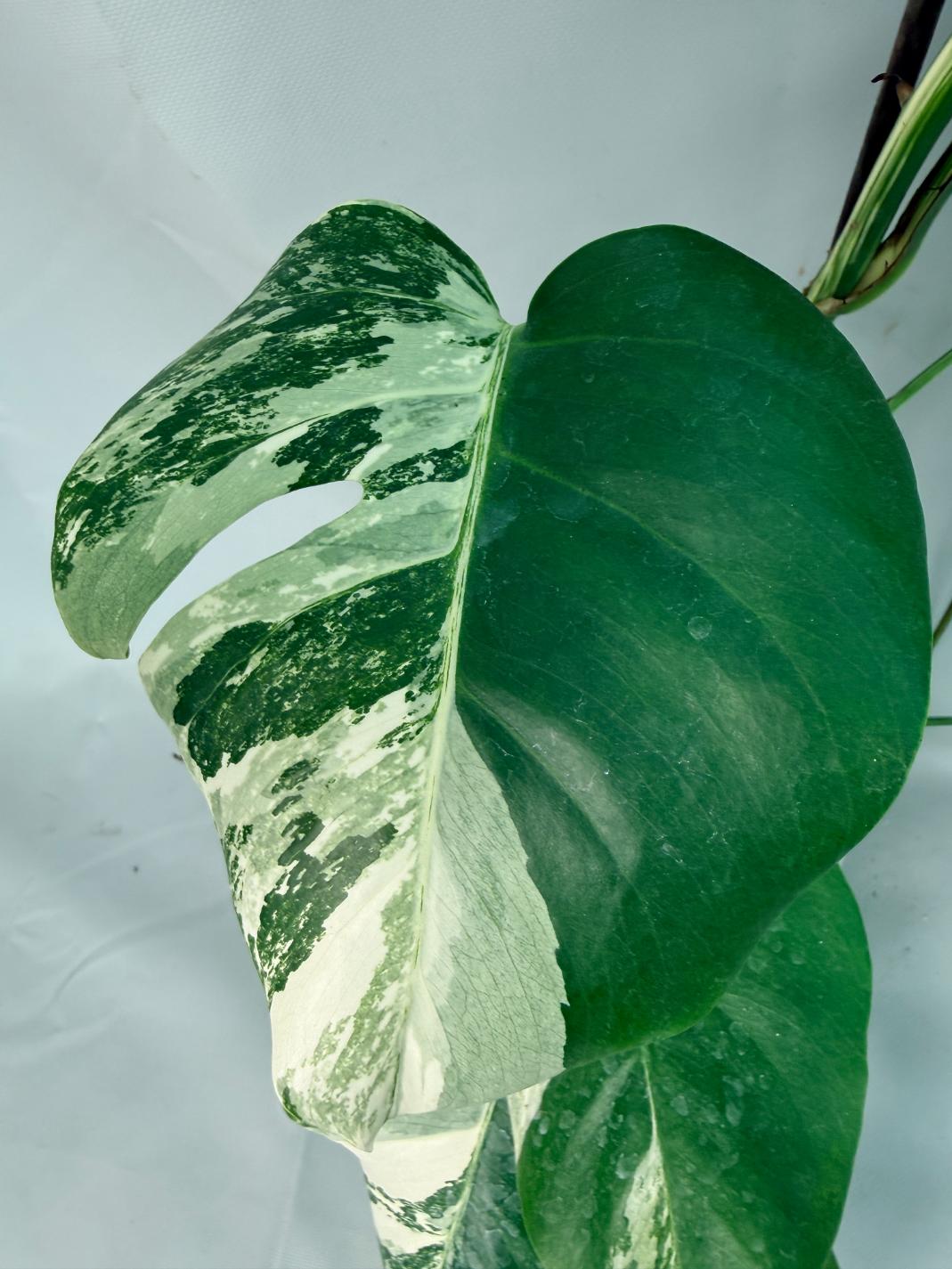 Monstera Albo Variegata XL 07