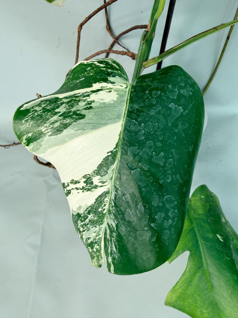Monstera Albo Variegata XL 08