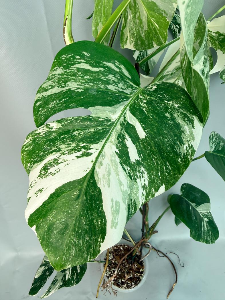 Monstera Albo Variegata XL 08