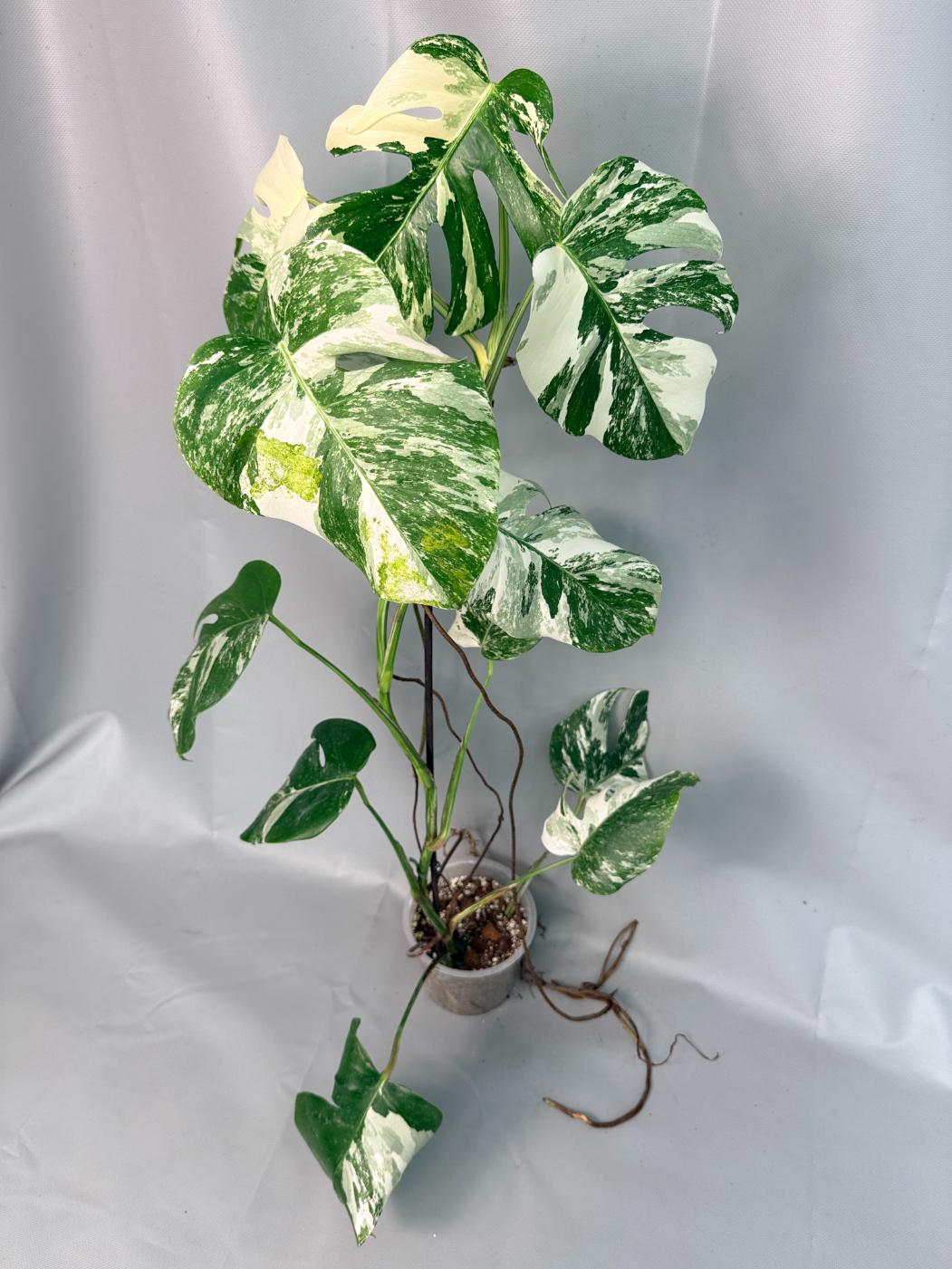 Monstera Albo Variegata XL 01
