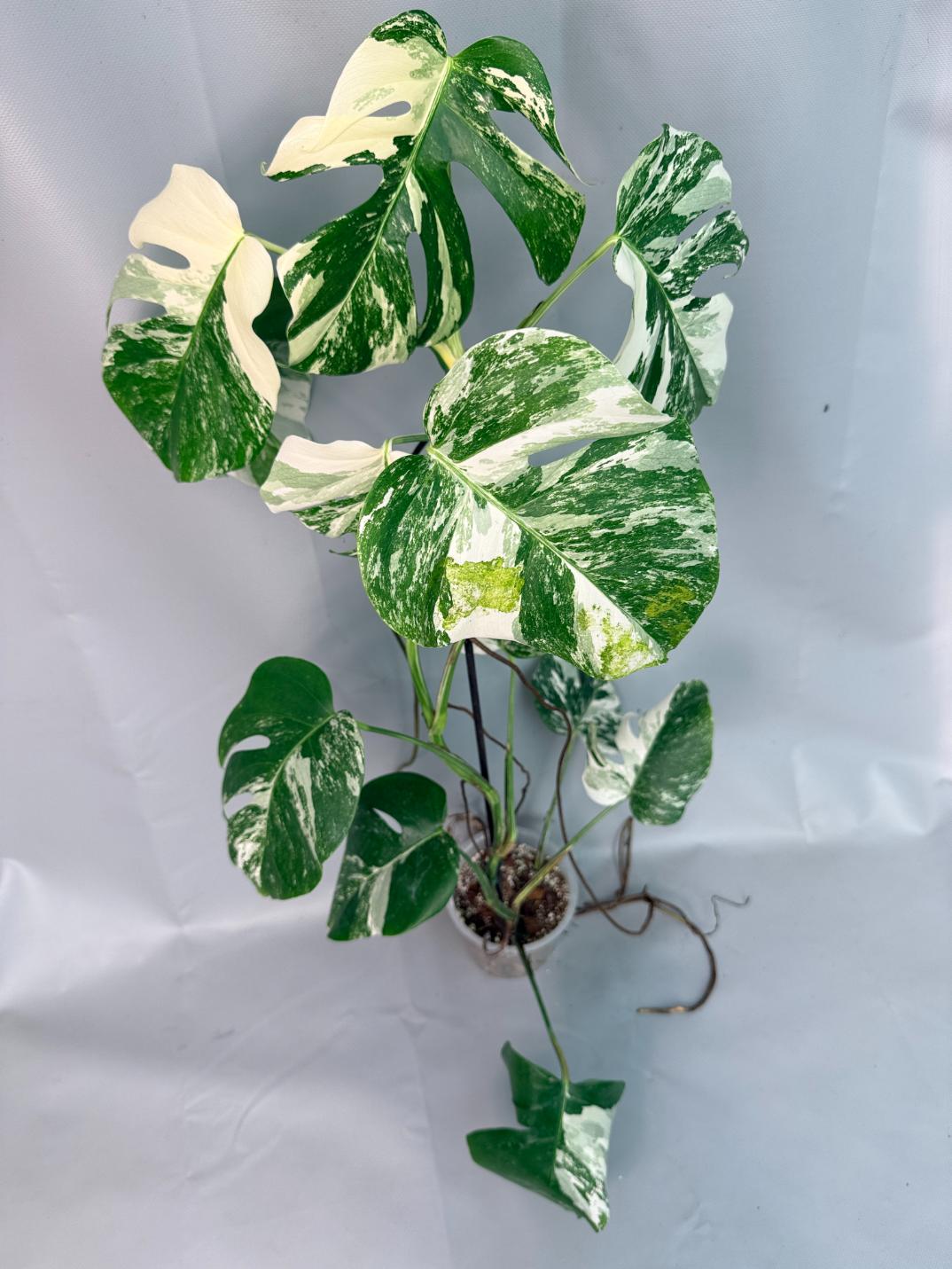 Monstera Albo Variegata XL 02