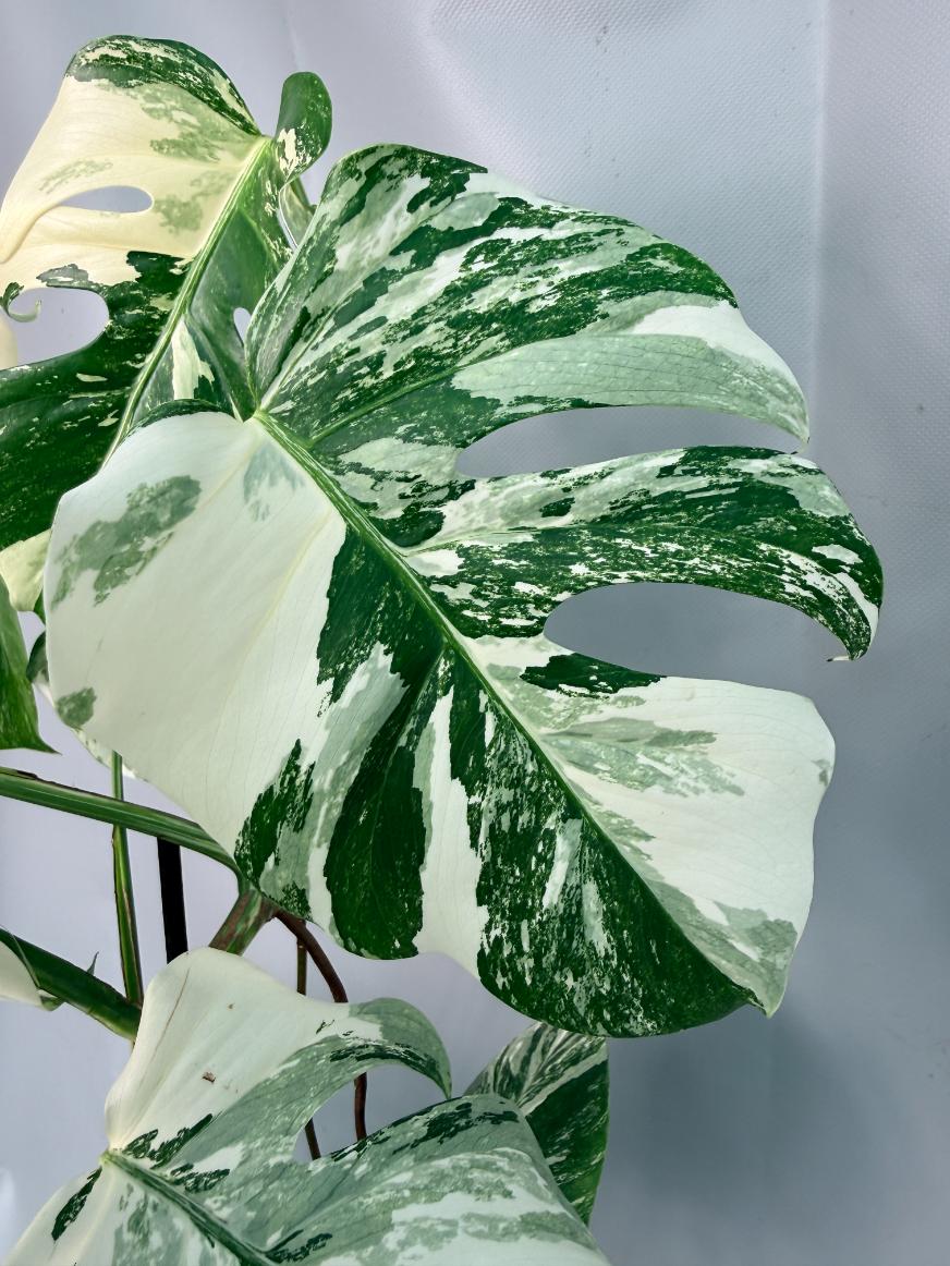 Monstera Albo Variegata XL 04