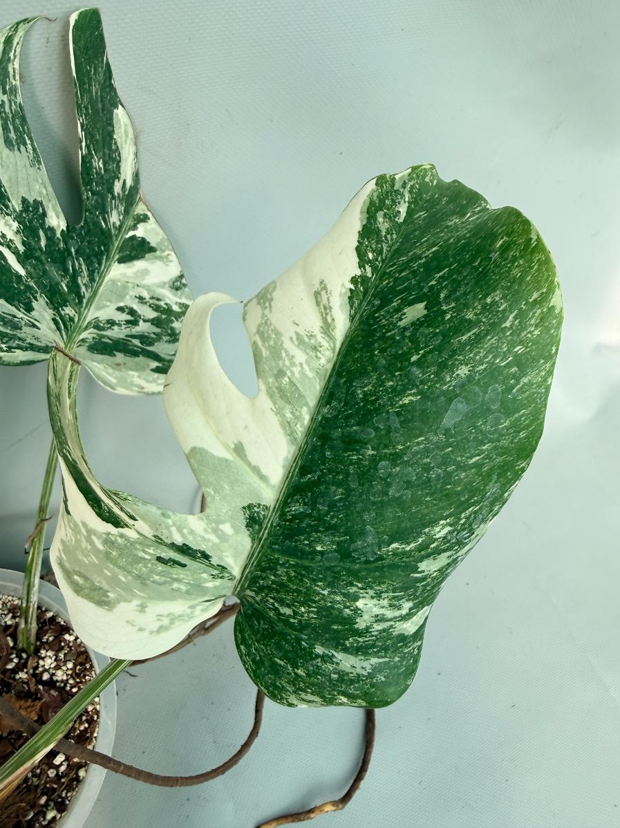 Monstera Albo Variegata XL 05