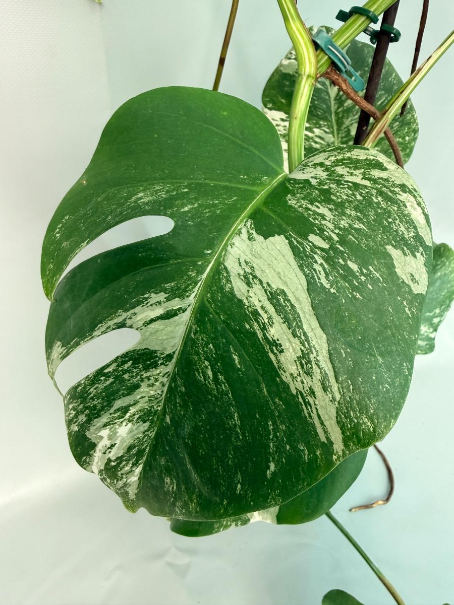 Monstera Albo Variegata XL 06