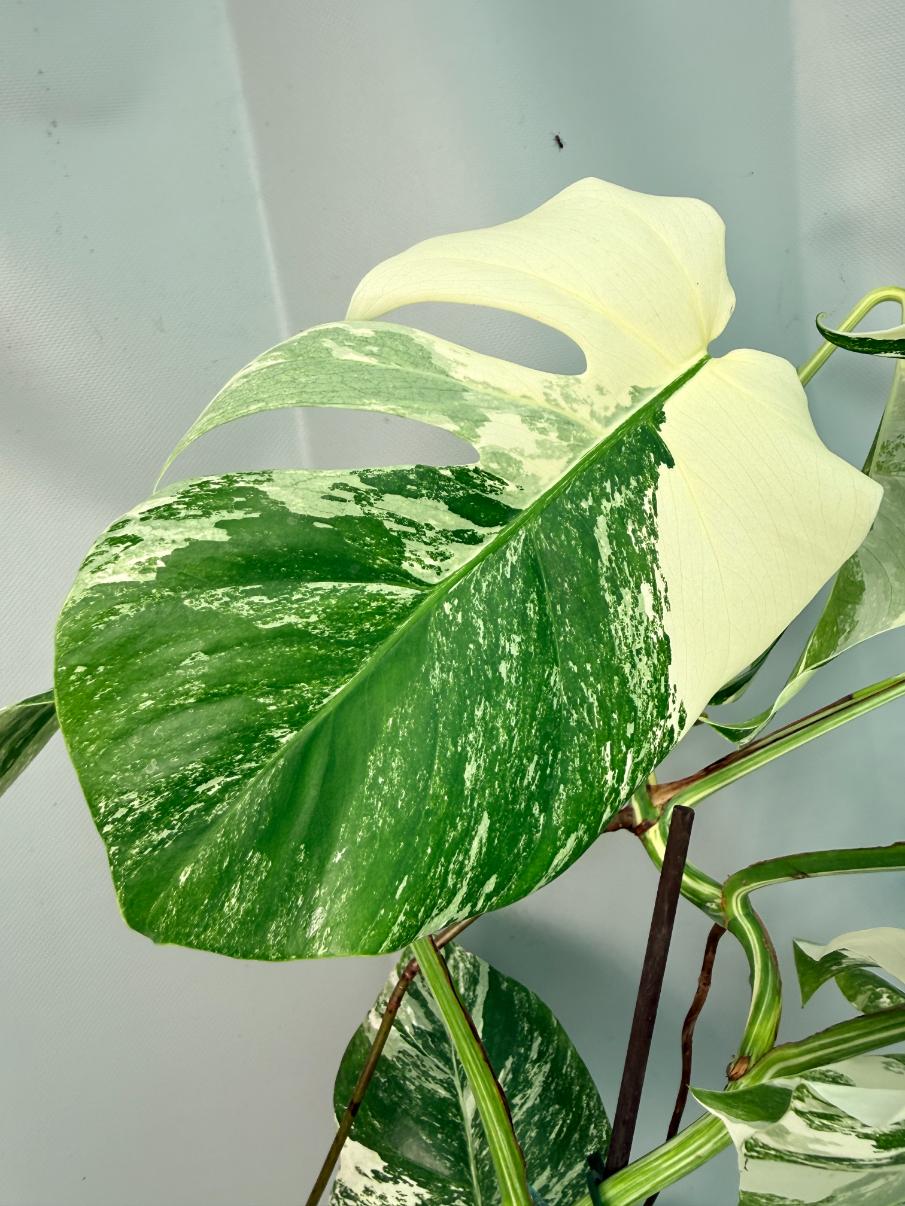 Monstera Albo Variegata XL 07