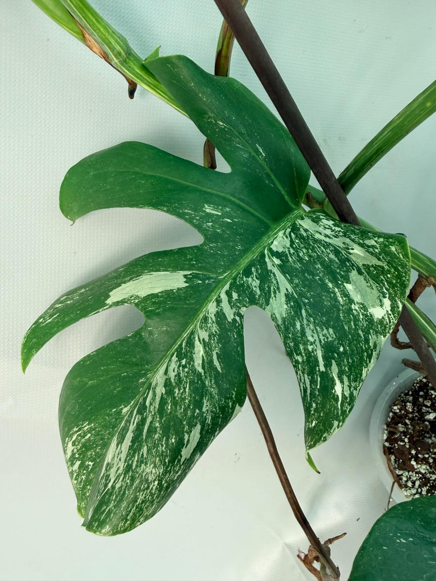 Monstera Albo Variegata XL 07
