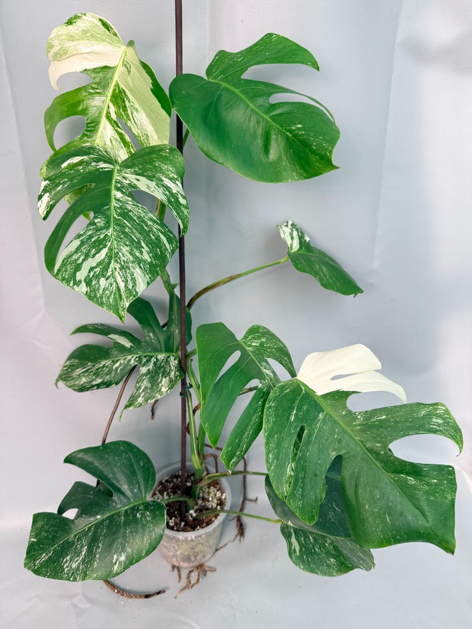 Monstera Albo Variegata XL 01