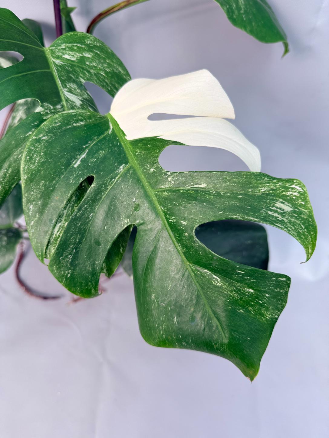 Monstera Albo Variegata XL 02