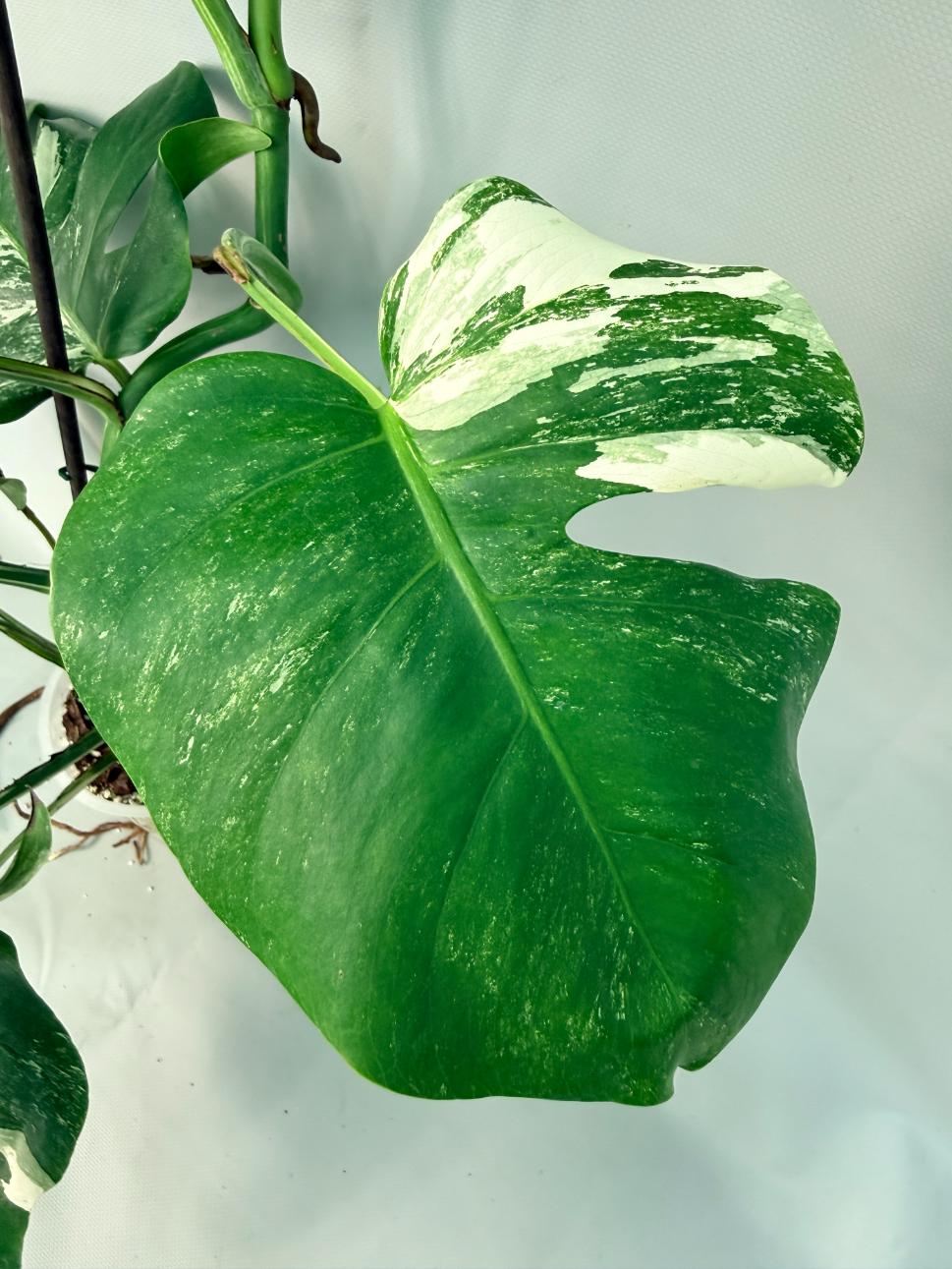 Monstera Albo Variegata XL 05