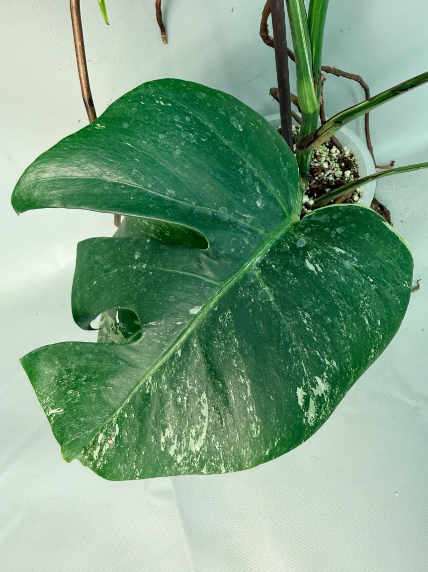 Monstera Albo Variegata XL 06