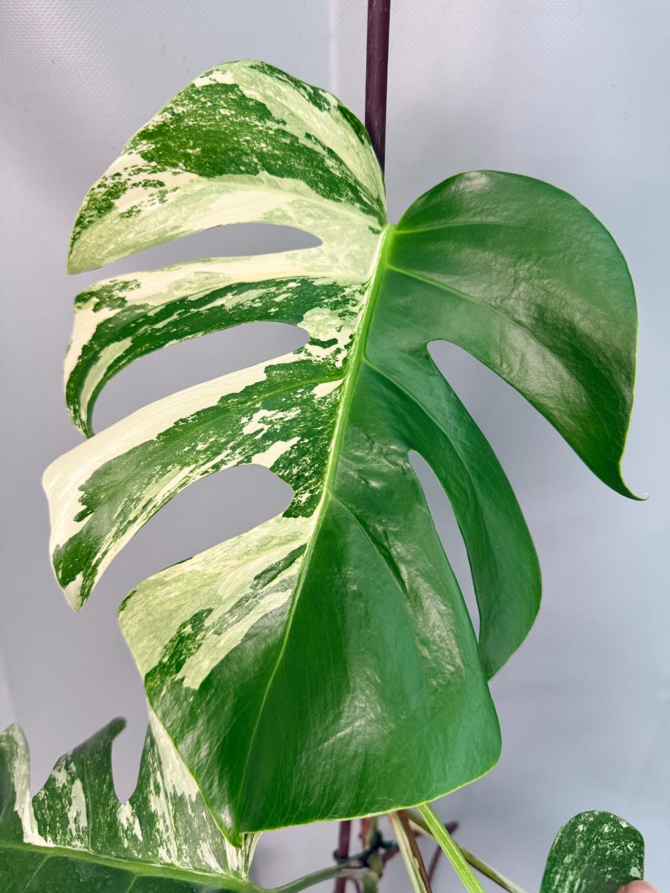 Monstera Albo Variegata XL 07