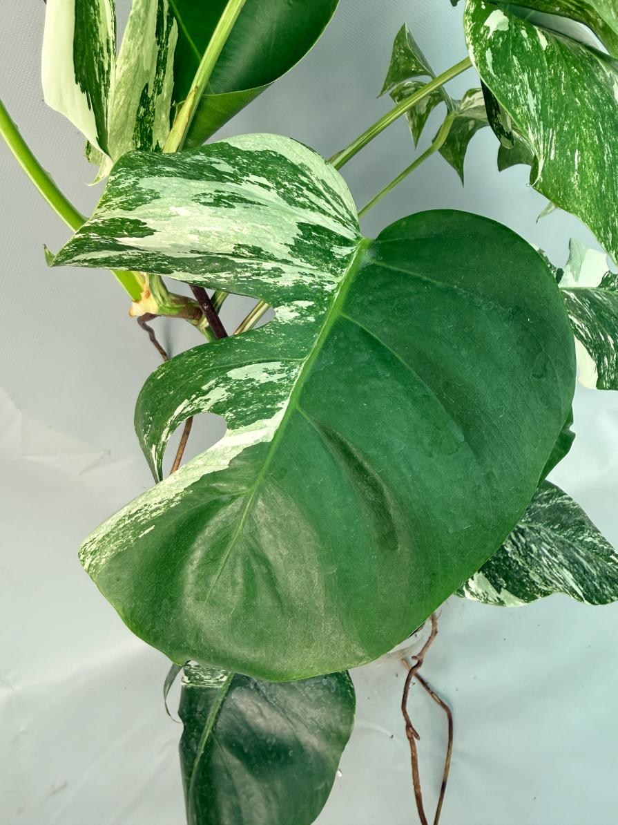 Monstera Albo Variegata XL 08