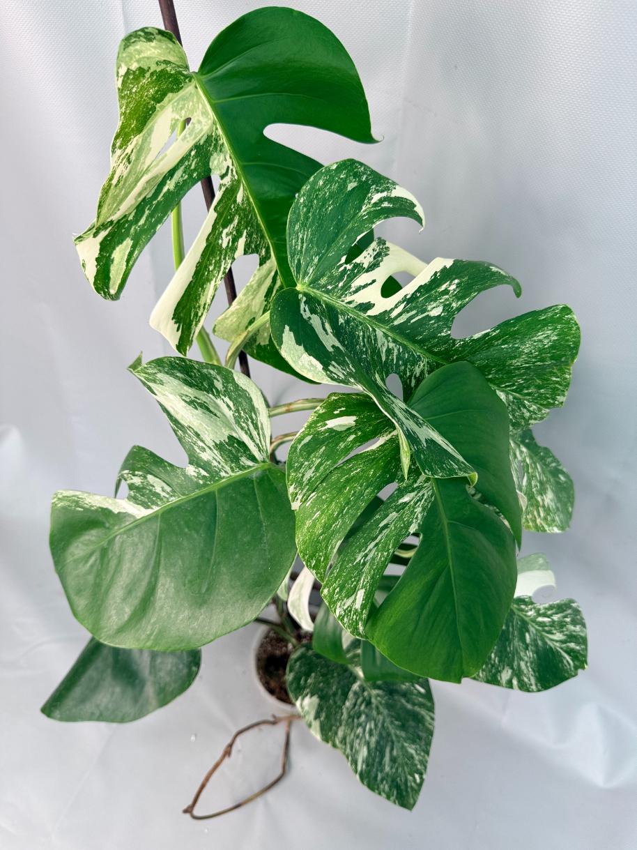 Monstera Albo Variegata XL 09
