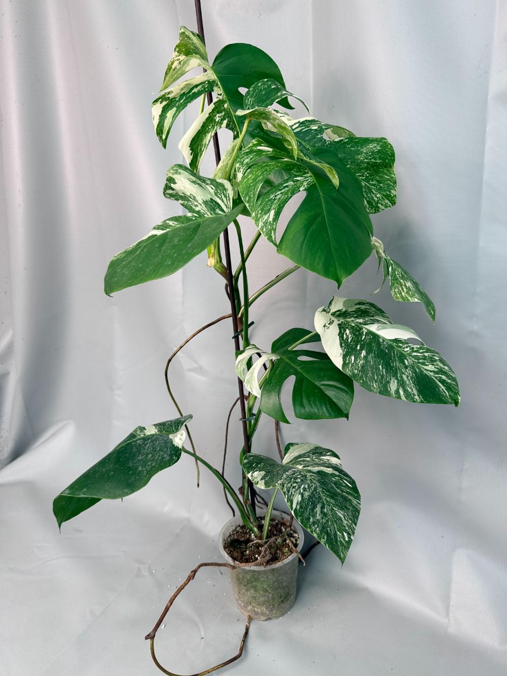 Monstera Albo Variegata XL 10