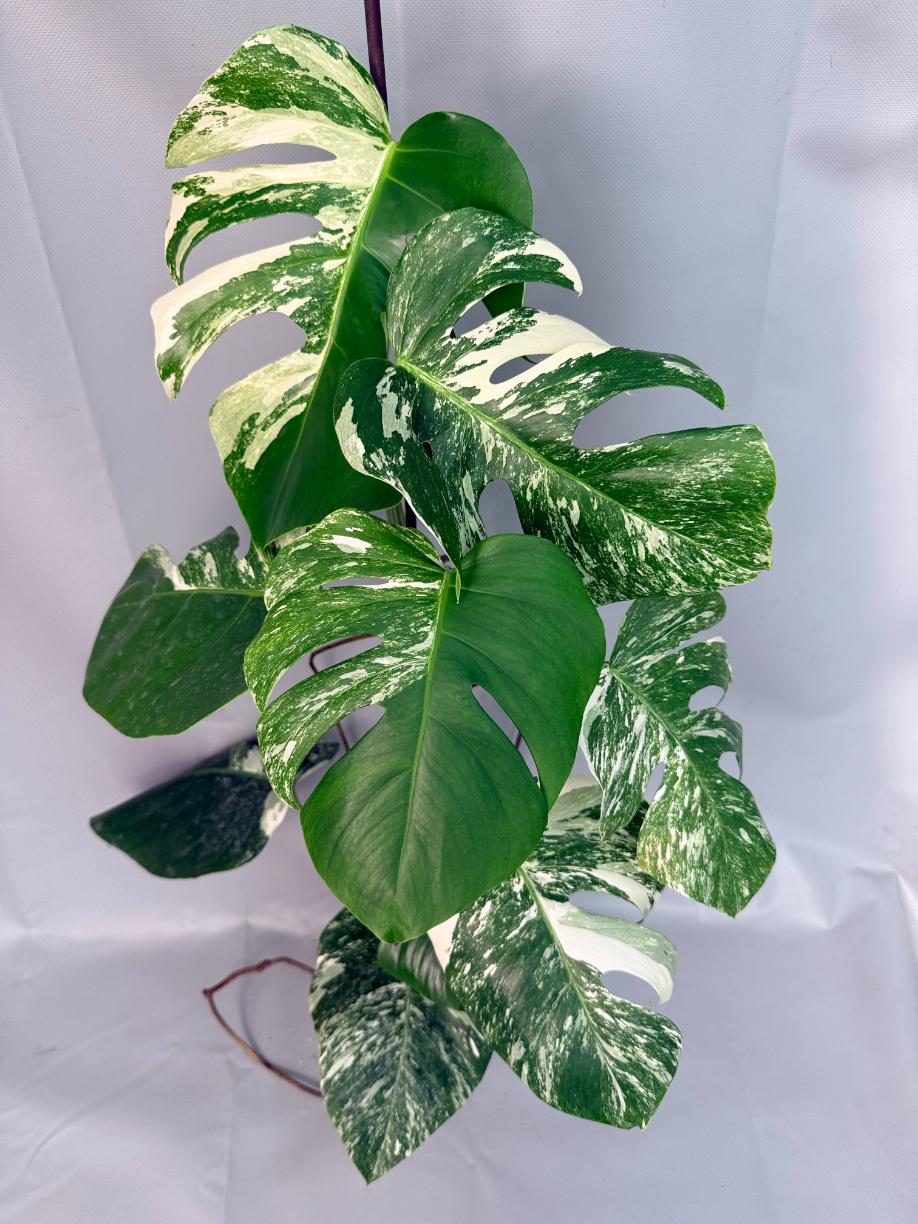 Monstera Albo Variegata XL 01