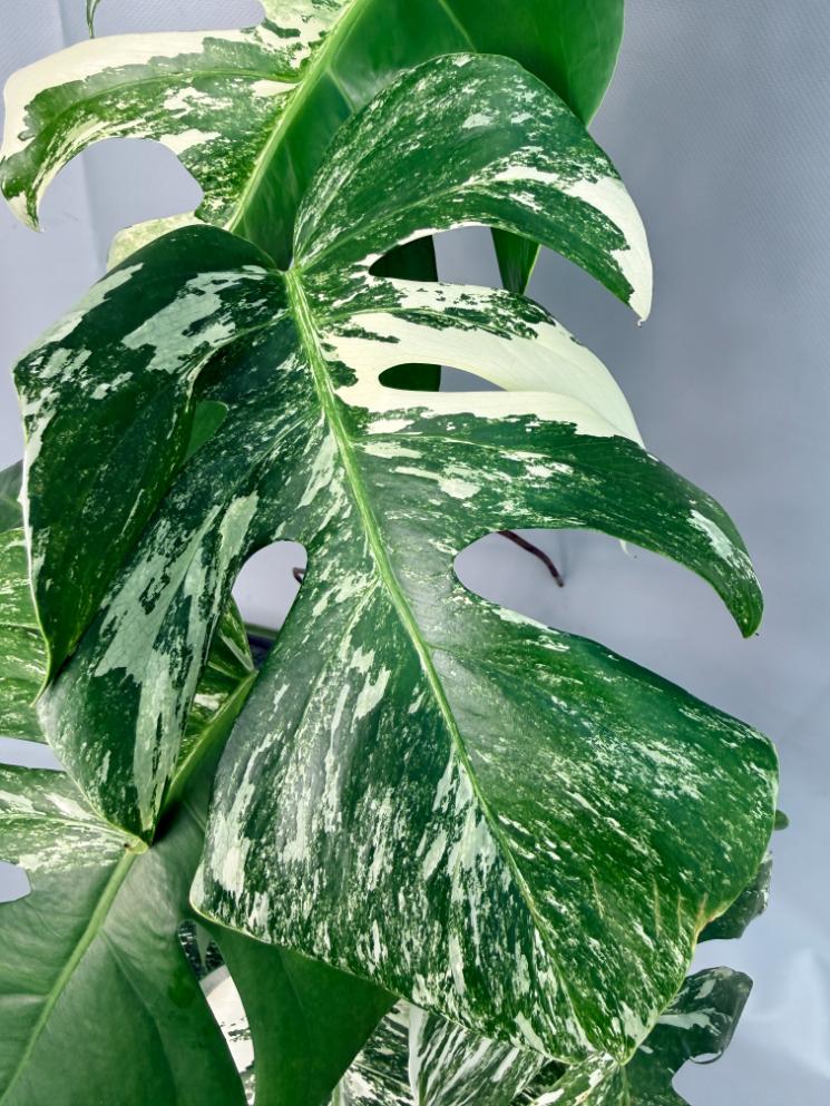 Monstera Albo Variegata XL 03