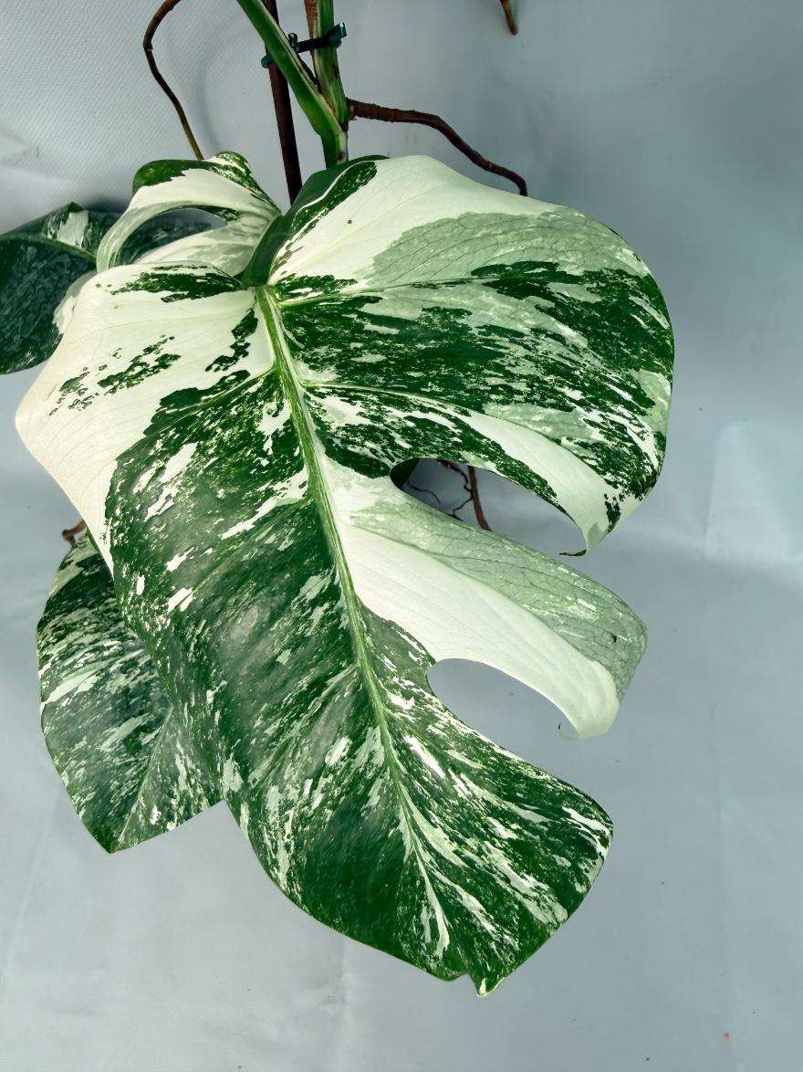 Monstera Albo Variegata XL 04