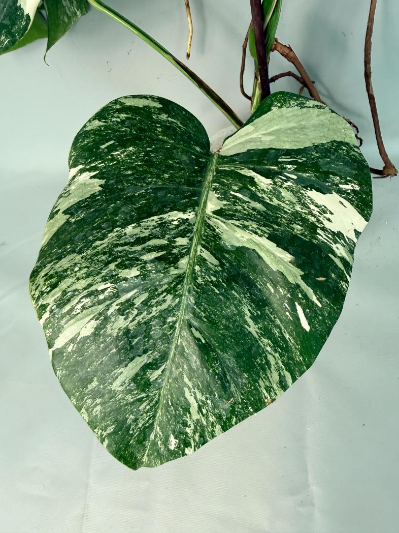 Monstera Albo Variegata XL 05
