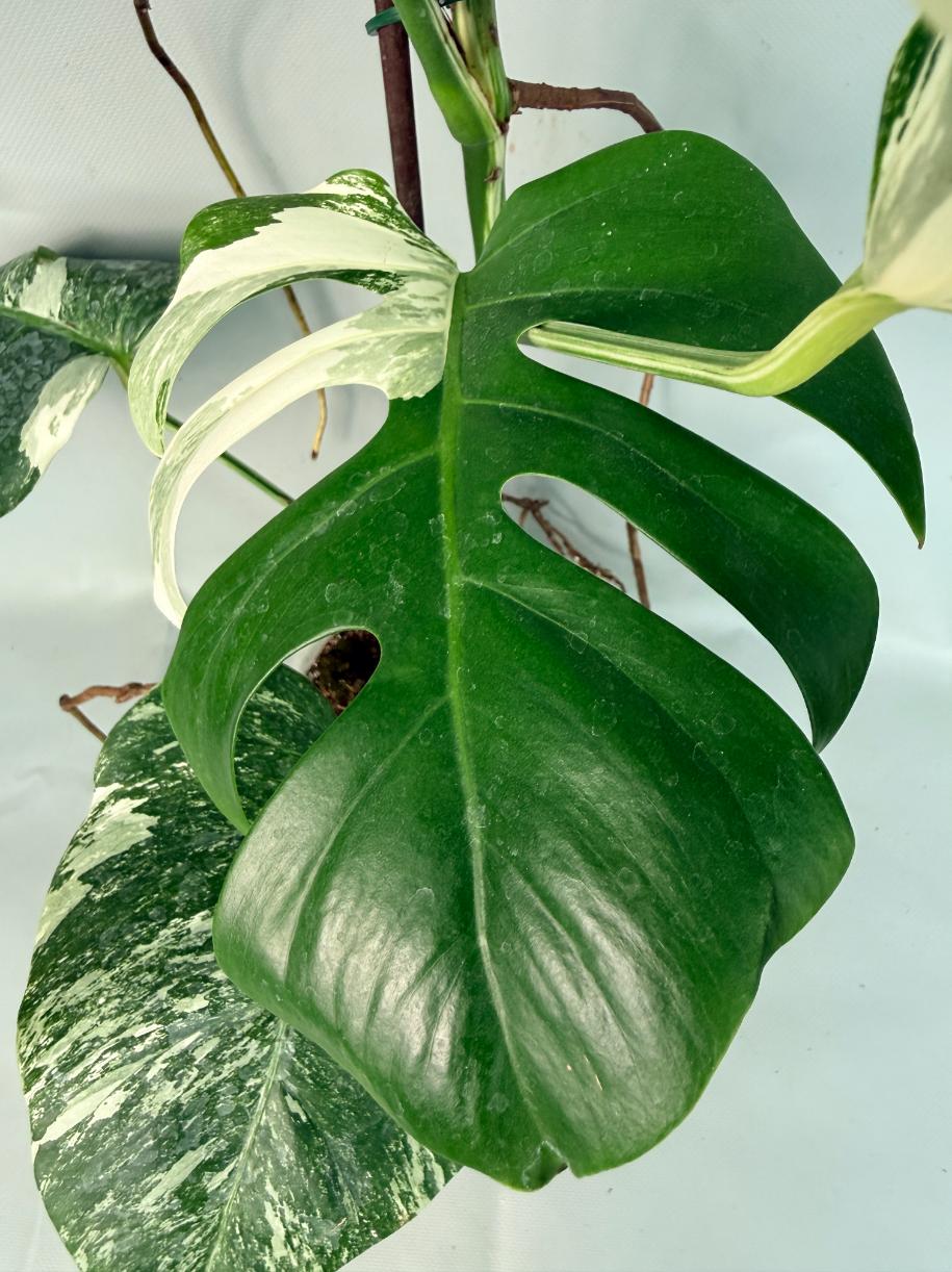 Monstera Albo Variegata XL 06