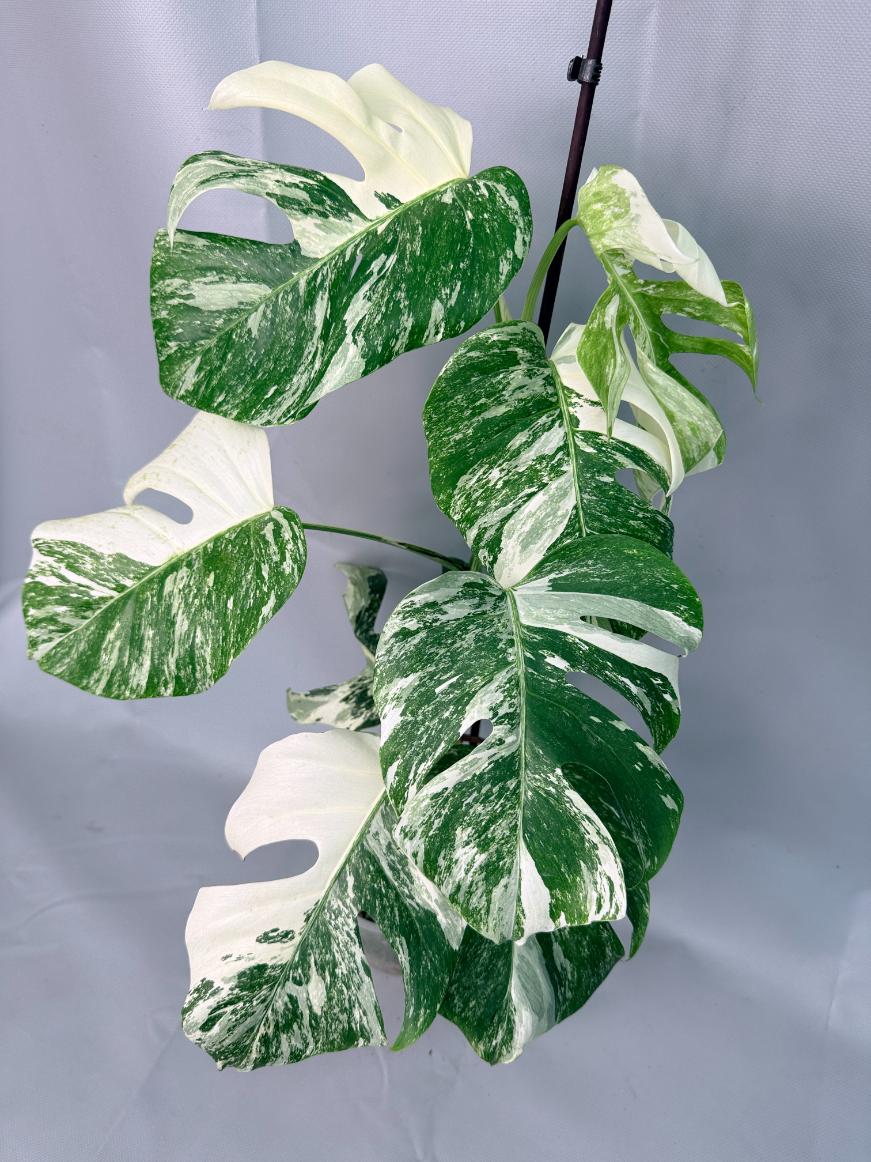 Monstera Albo Variegata XL 01