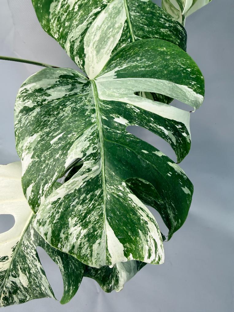 Monstera Albo Variegata XL 02
