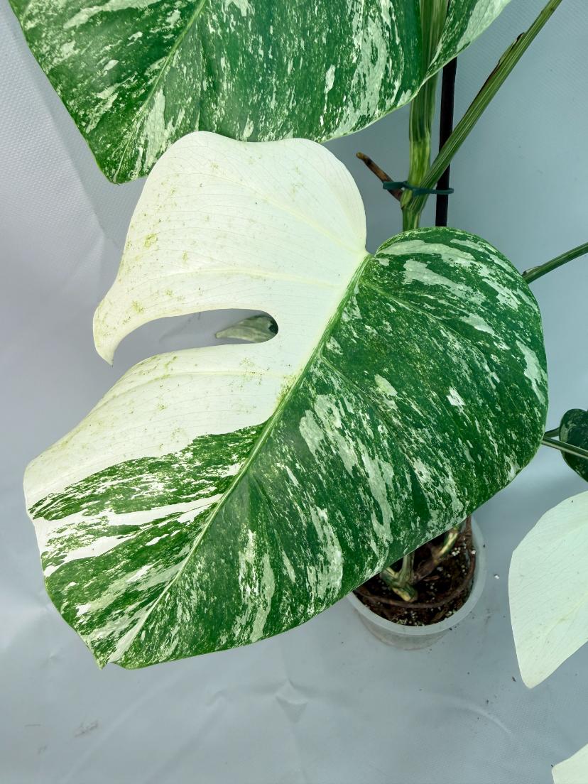 Monstera Albo Variegata XL 03