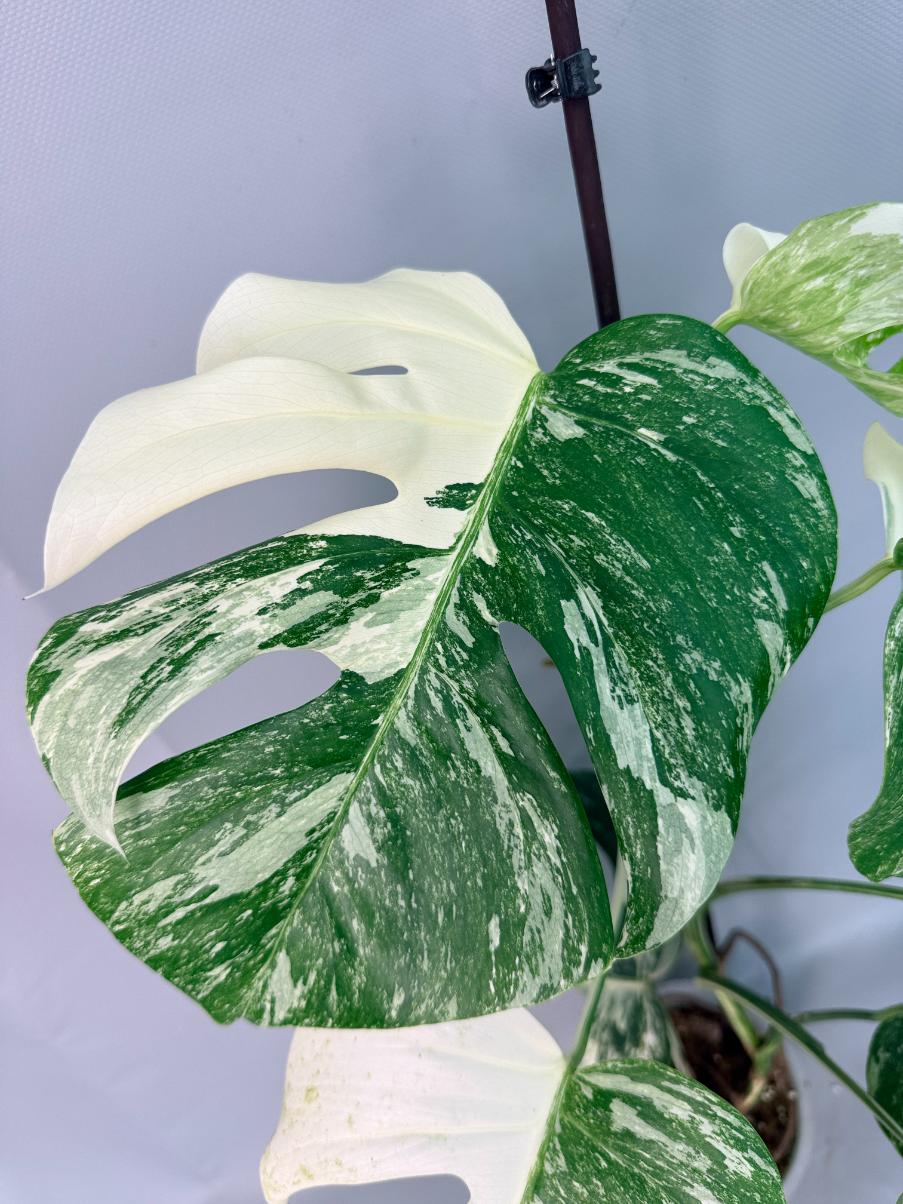 Monstera Albo Variegata XL 04