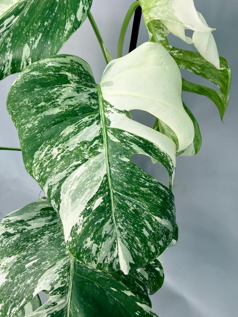 Monstera Albo Variegata XL 05
