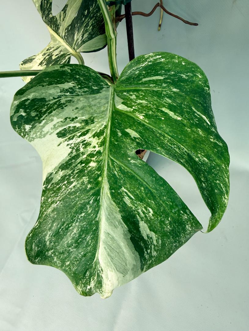 Monstera Albo Variegata XL 06