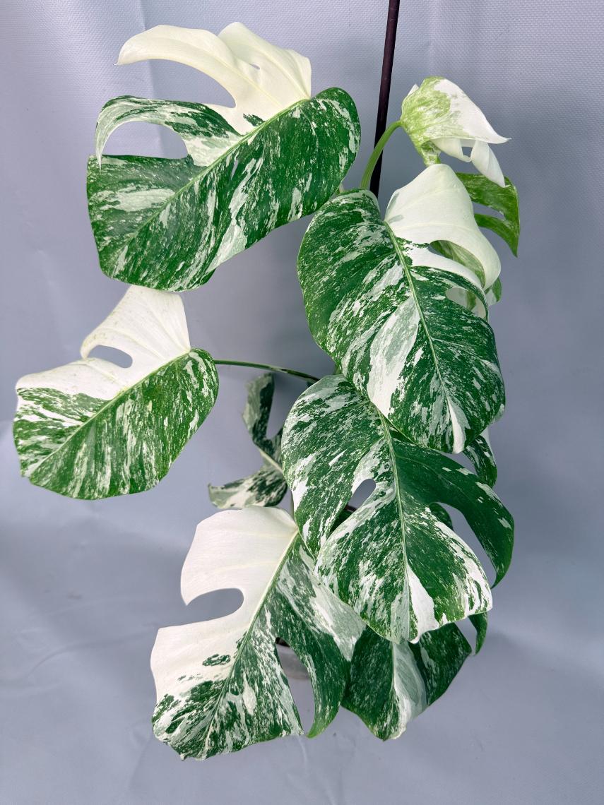 Monstera Albo Variegata XL 07