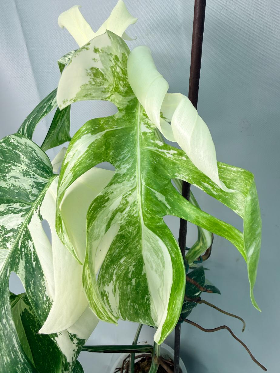 Monstera Albo Variegata XL 08