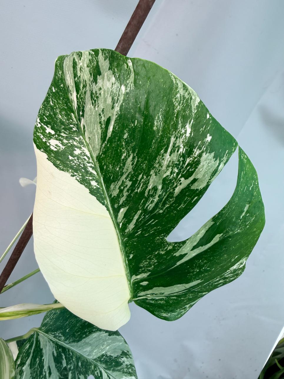 Monstera Albo Variegata XL 07