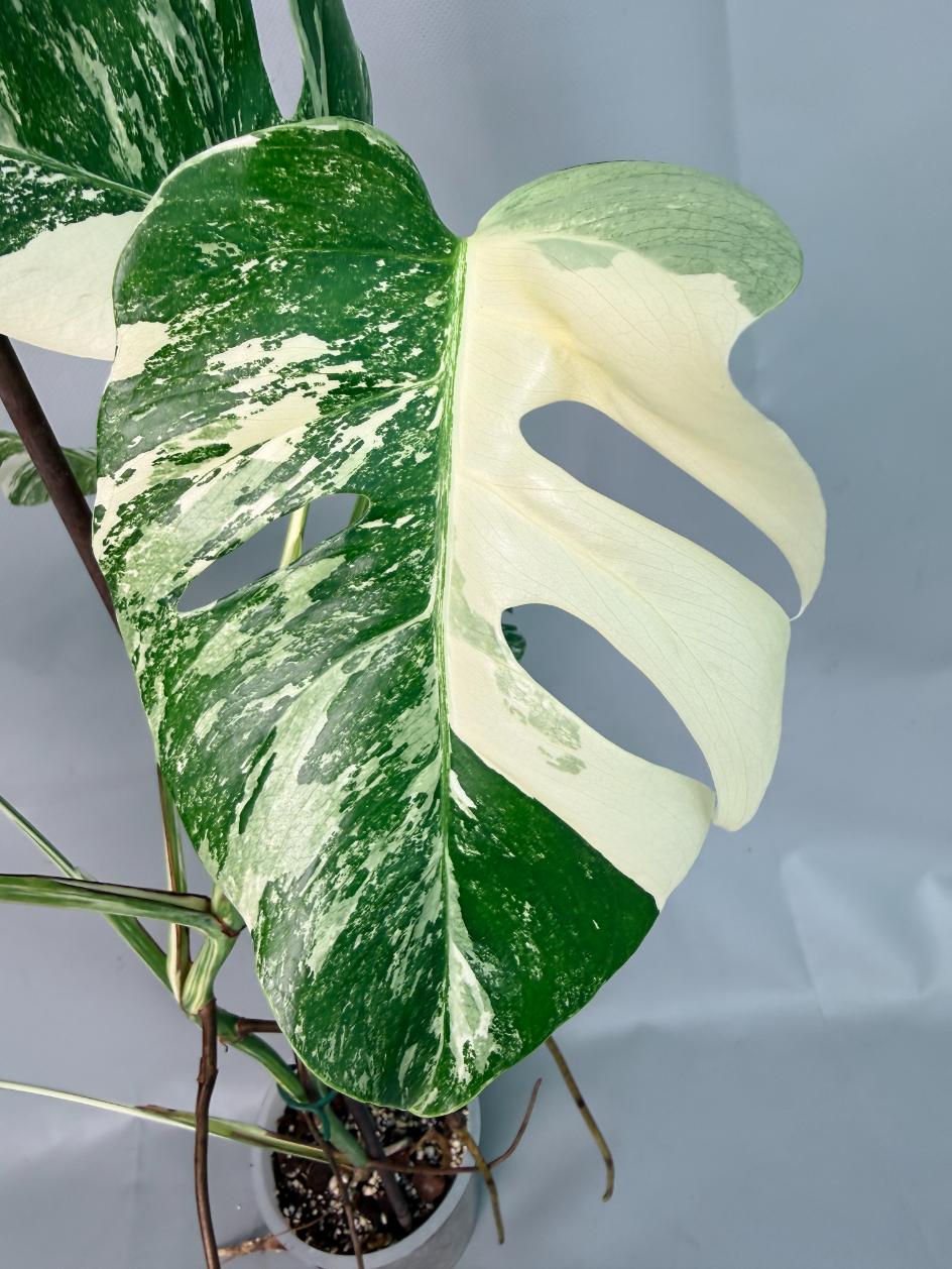 Monstera Albo Variegata XL 08