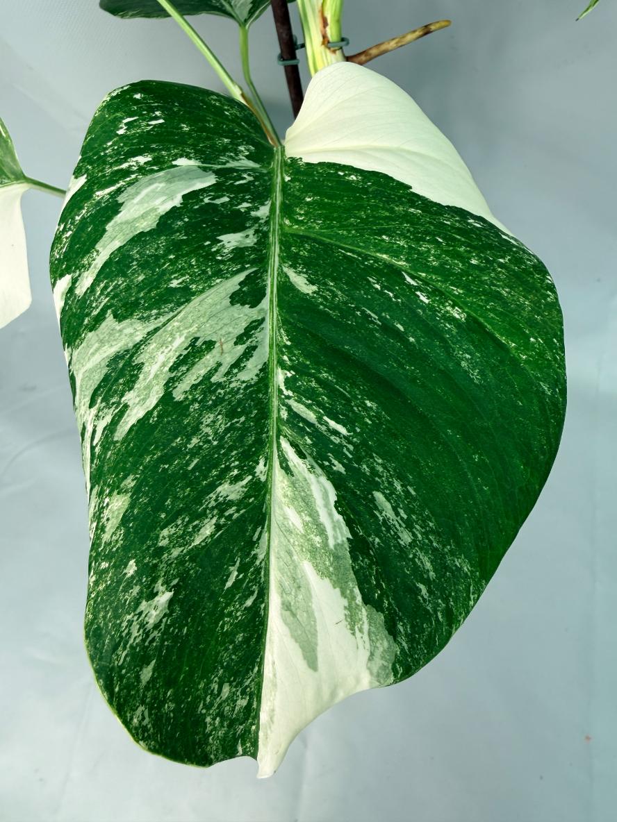 Monstera Albo Variegata XL 09