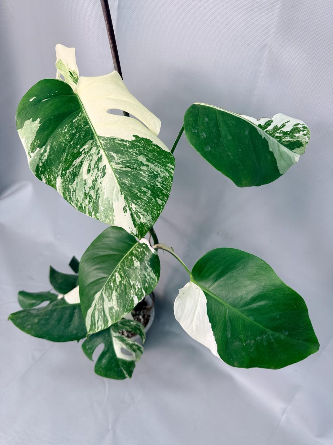 Monstera Albo Variegata XL 01
