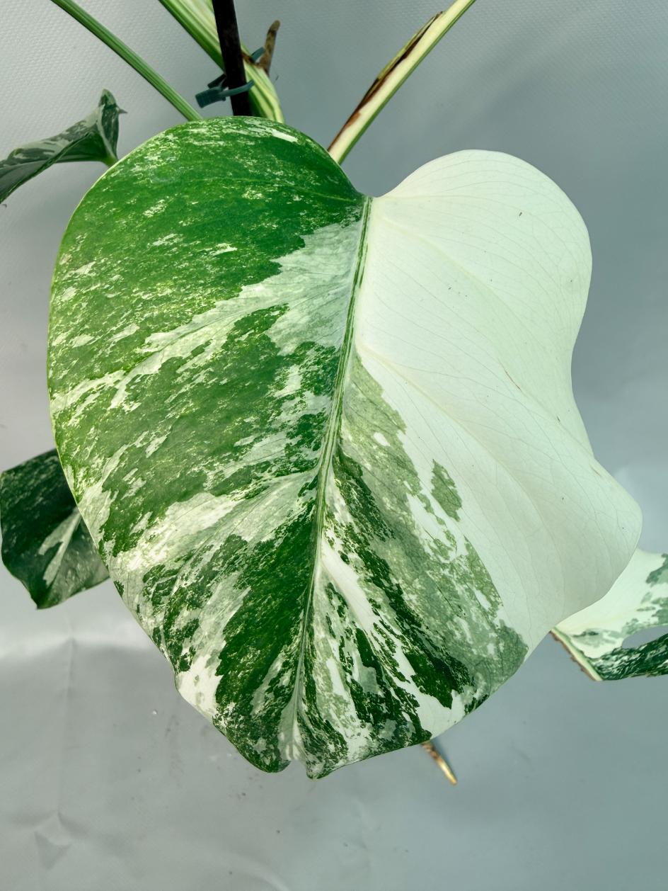 Monstera Albo Variegata XL 10