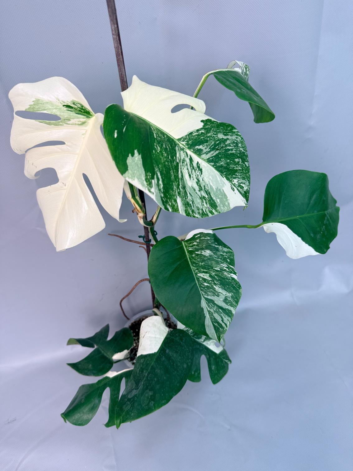 Monstera Albo Variegata XL 02