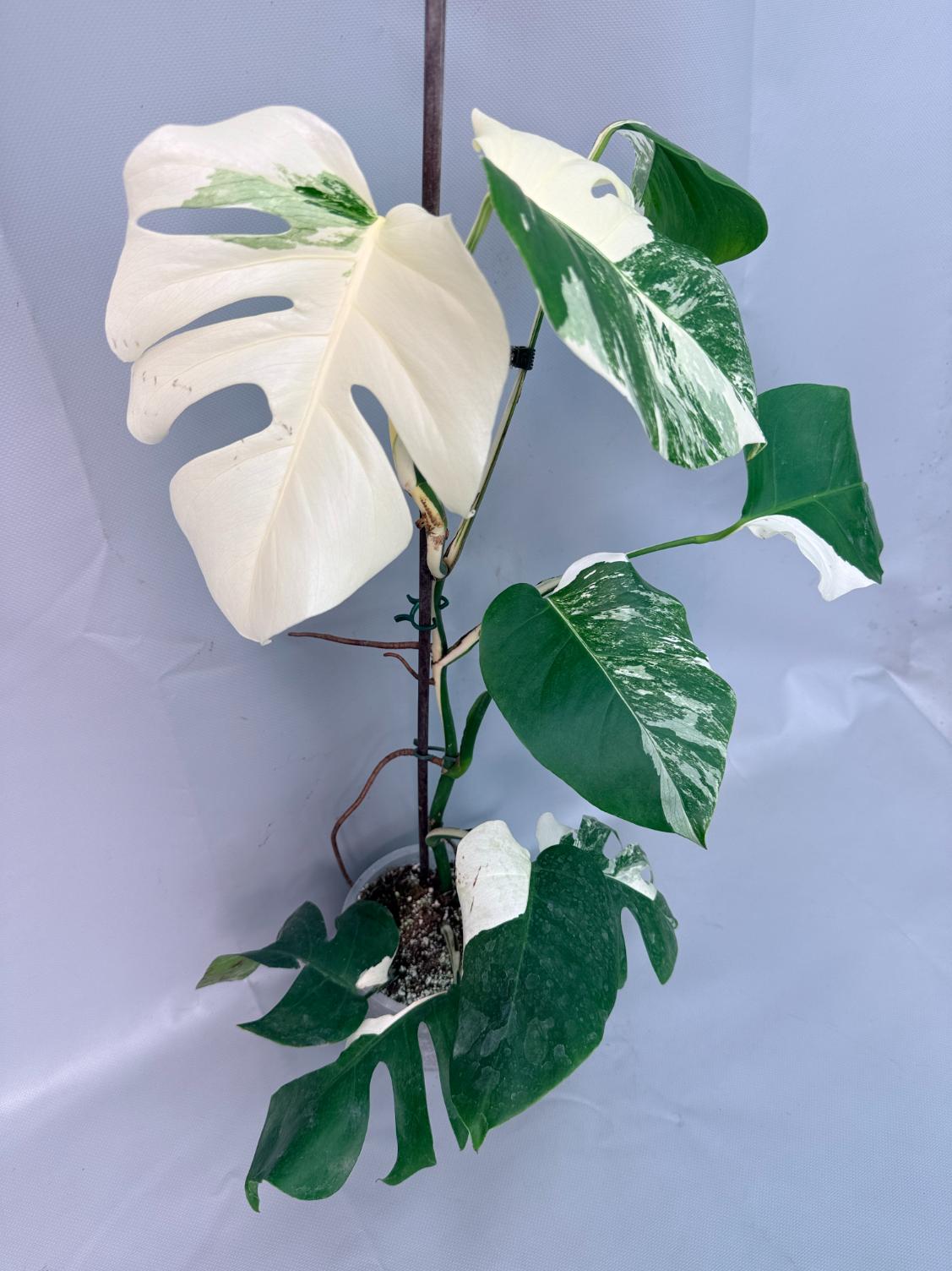 Monstera Albo Variegata XL 03