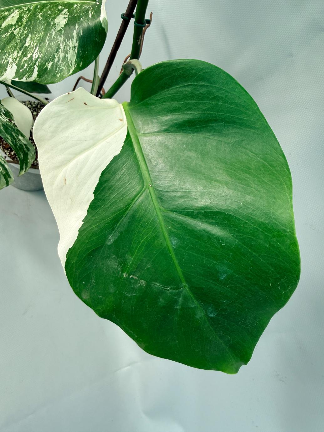 Monstera Albo Variegata XL 06