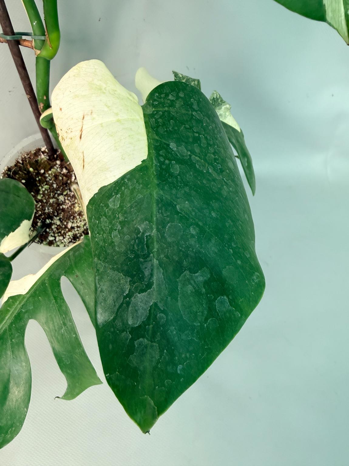 Monstera Albo Variegata XL 07