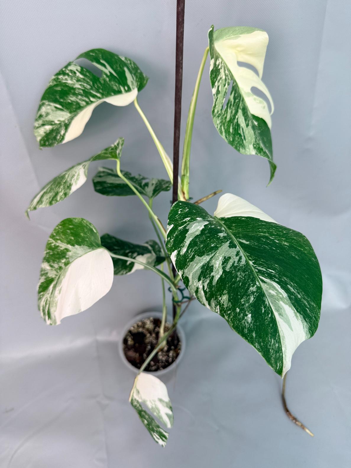 Monstera Albo Variegata XL 02