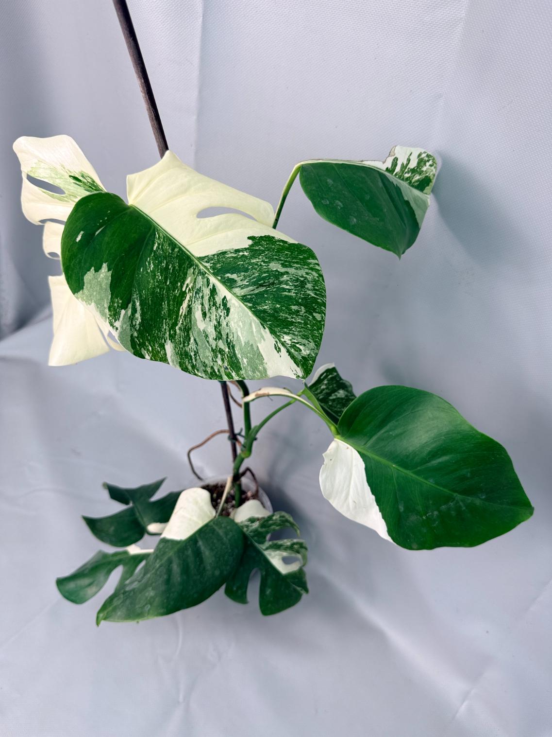 Monstera Albo Variegata XL 09