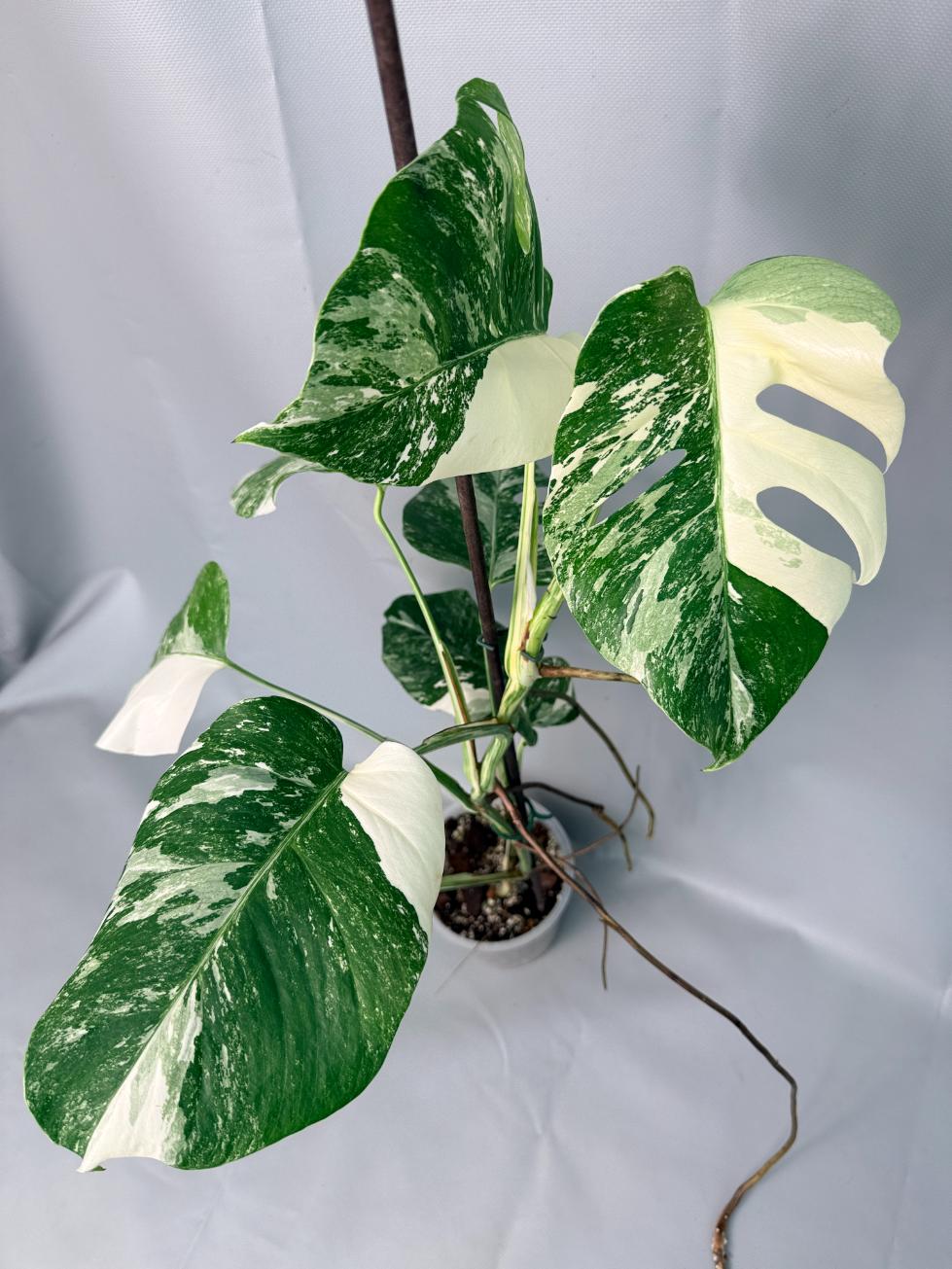 Monstera Albo Variegata XL 01