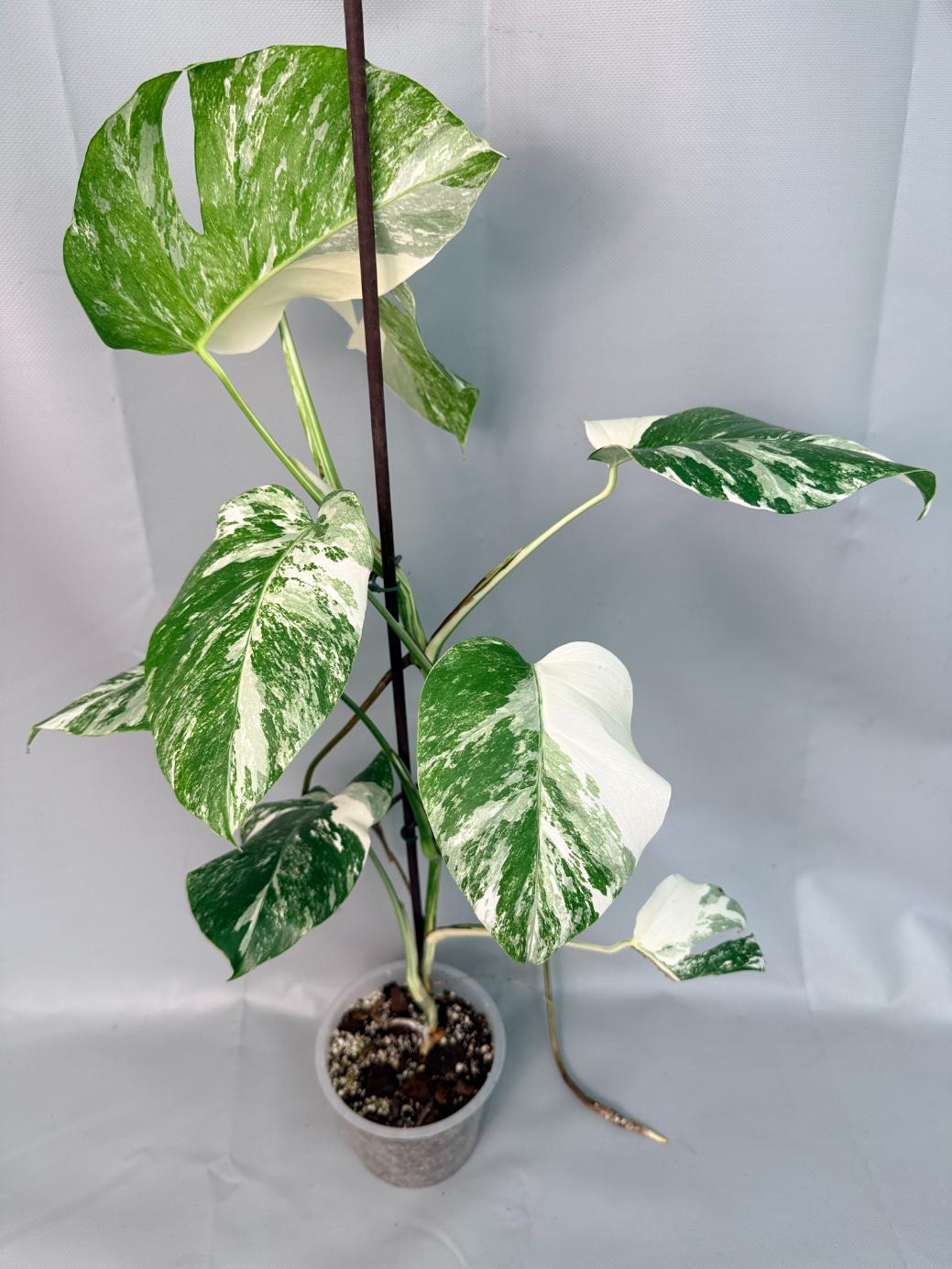 Monstera Albo Variegata XL 03