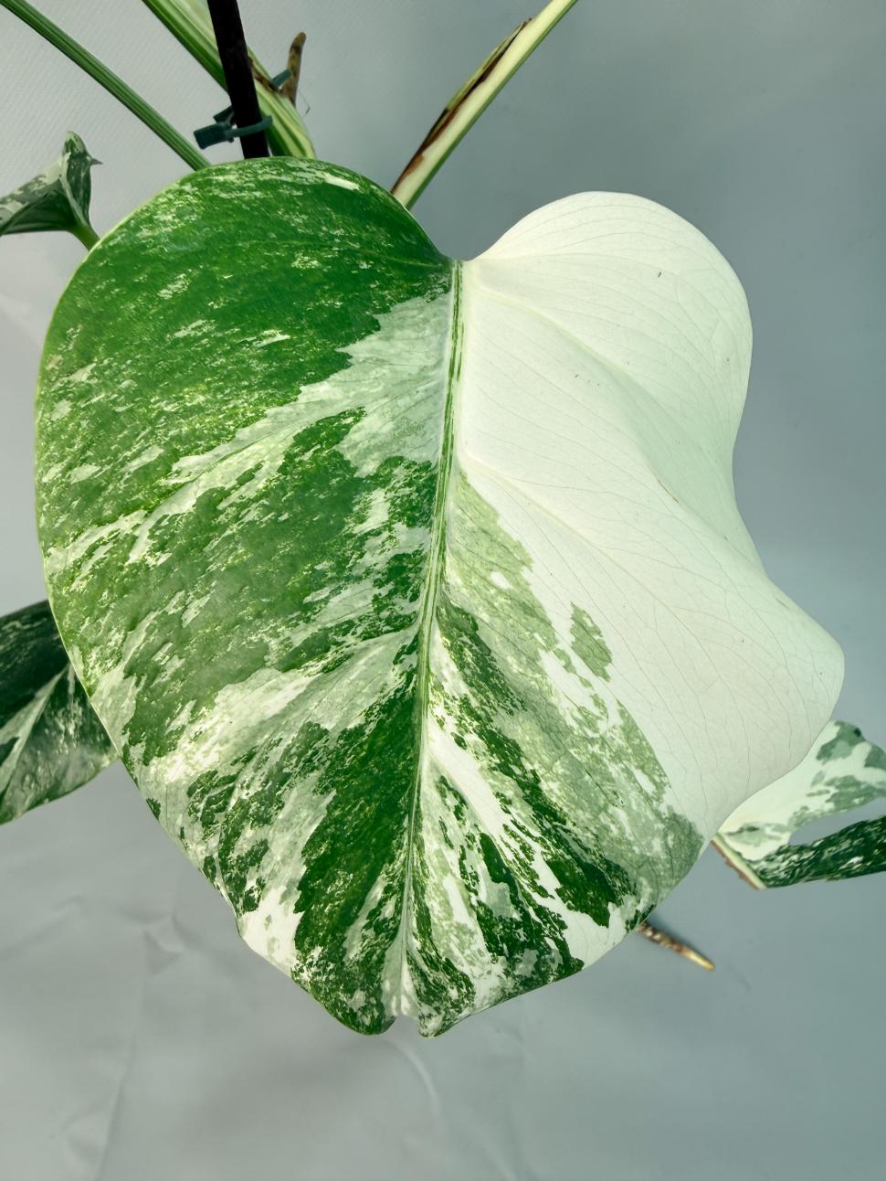 Monstera Albo Variegata XL 04