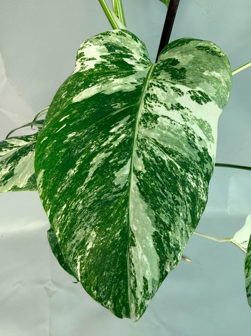 Monstera Albo Variegata XL 05