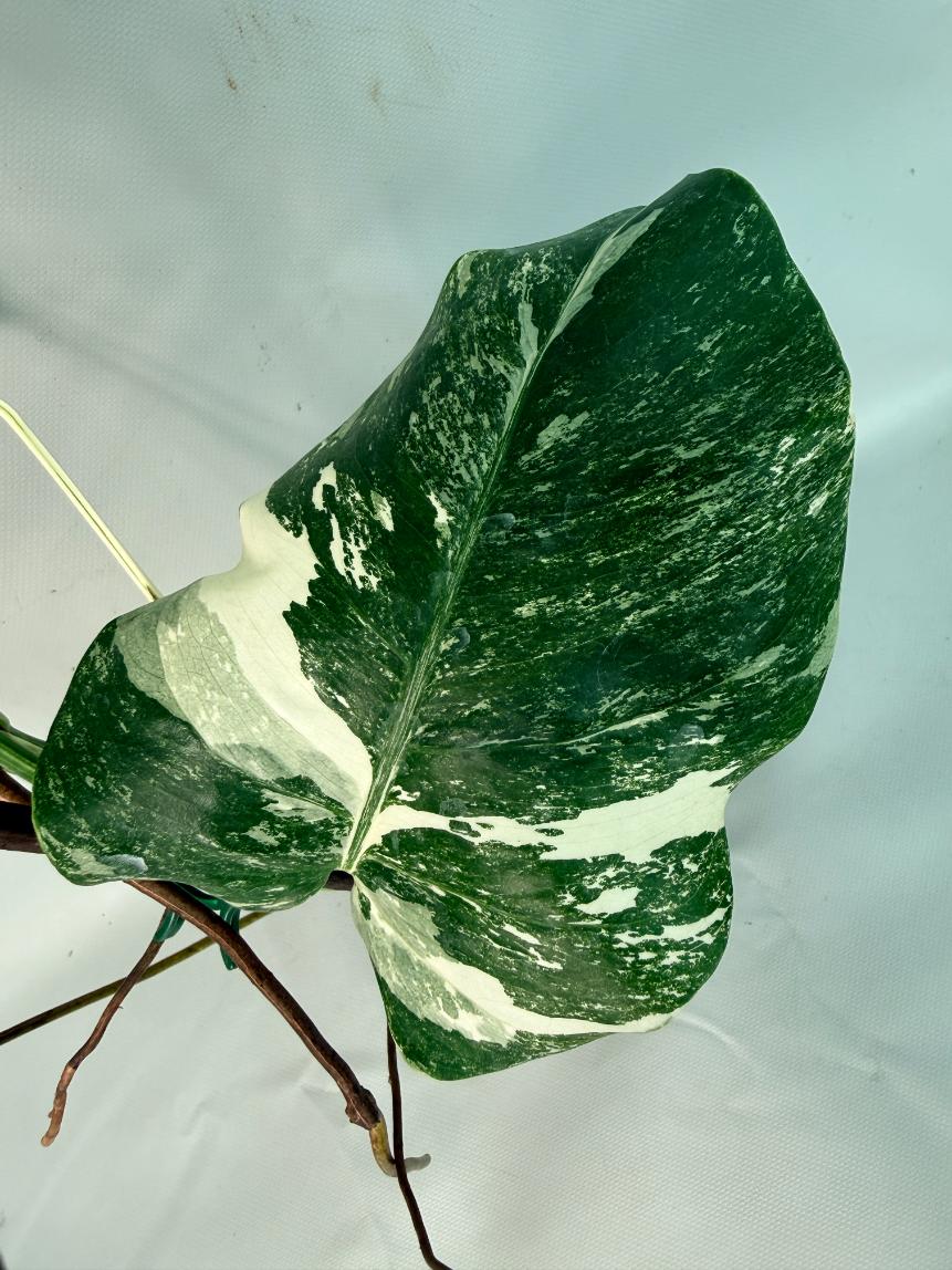 Monstera Albo Variegata XL 06