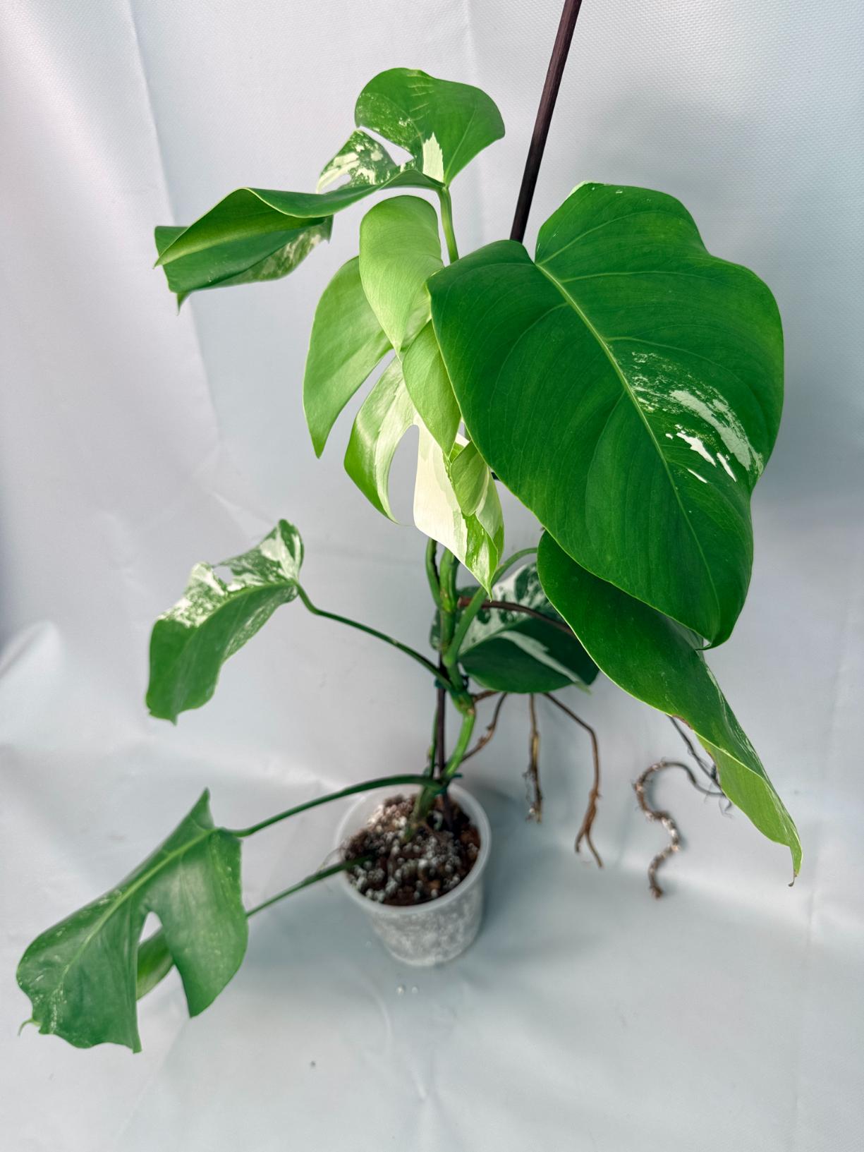 Monstera Albo Variegata XL 01